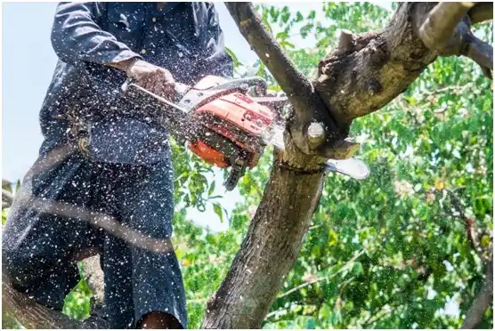 tree services Nekoosa